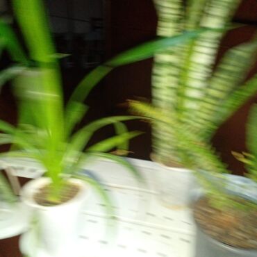 Bitkilər üçün dibçəklər: Bakixanov qəsəbəsi(Razin),Razin talkuçkasına yaxın,gül dibçəkləri — 2