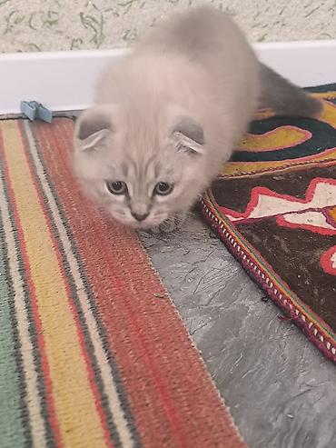 кошка шотландская вислоухая: Шотландский вислоухий котёнок (Scottish Fold) - Окрас — 3