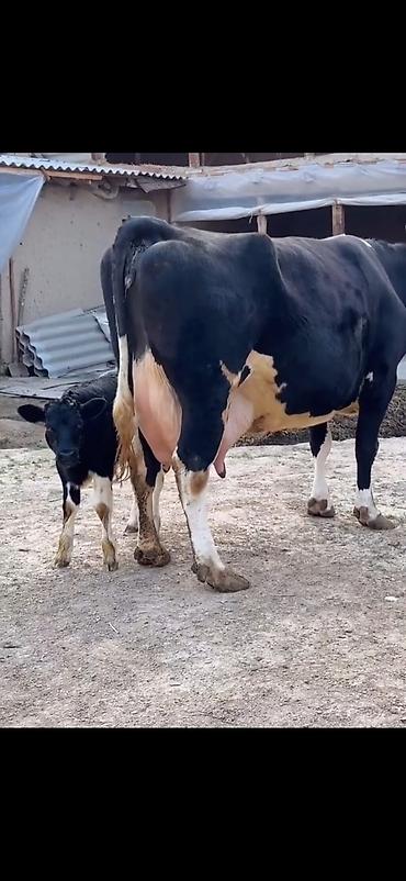 Inəklər, öküzlər: Südlük inək və balası - Cins: qara‑ağ (Holştin tipli) süd istiqamətli — 20