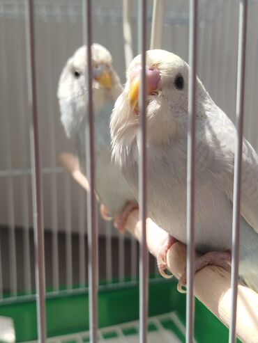 продаю птиц: Ассаламу алейкум туугандар Попугай сатылат 🦜 Клетка менен баасы 2800🤝✅