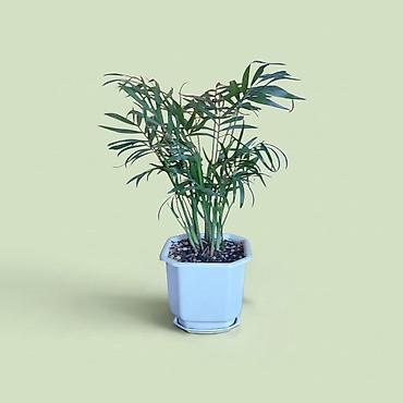 šeflera biljka: Kancelarijska palma (Chamaedorea elegans) u saksiji 12cm, visina oko — 1