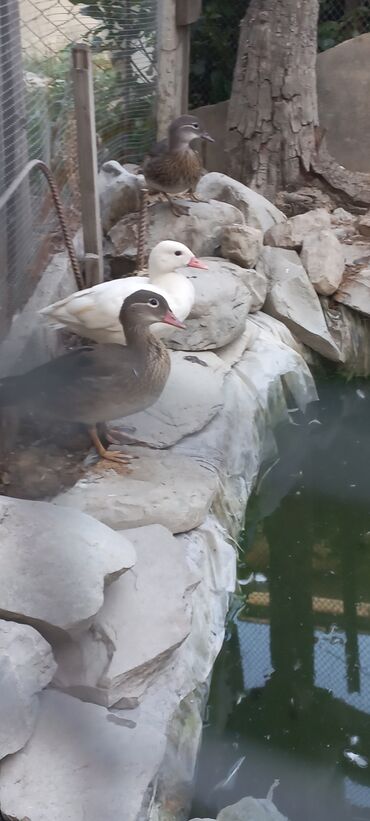 Çaydanlar: Mandarin ördəyi