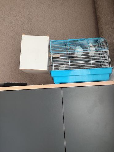 hamster satis: 1 cüt papuqay satılır heç bir xəstəliyi yoxdur sağlamdır qəfəsli — 2