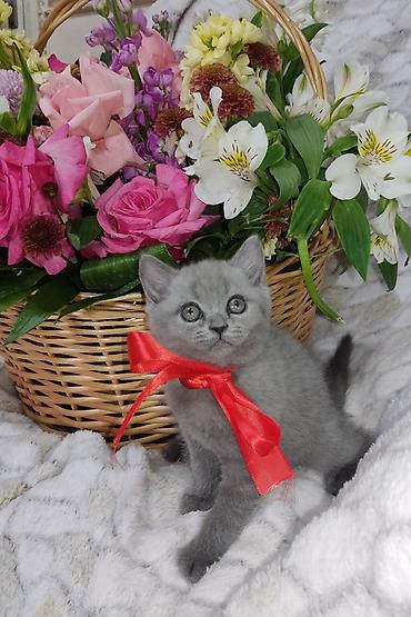 Pişiklər: Britan, Dişi, Pulsuz çatdırılma -da lalafo.az — 1 Pişiklər: Britan, Dişi, Pulsuz çatdırılma — 1