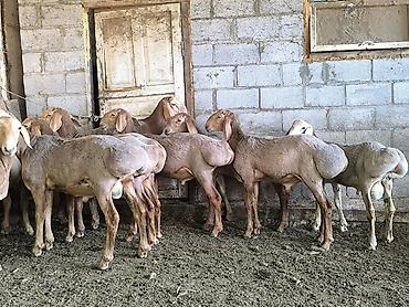 Баран, овца: Продаю | Баран (самец) | Арашан — 2