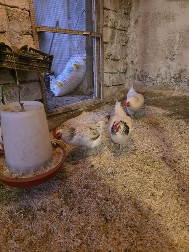 Toyuqlar: Toyuq, Damazlıq, Ünvandan götürmə -da lalafo.az — 3 Toyuqlar: Toyuq, Damazlıq, Ünvandan götürmə — 3