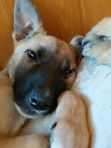 Ит бекер берем: 🐾 Ищем добрые и любящие семьи для щенков! 🐾 5 замечательных щенков — 2 — 3