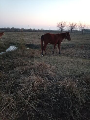 Atlar: Erkək, il: 2, Ünvandan götürmə — 5