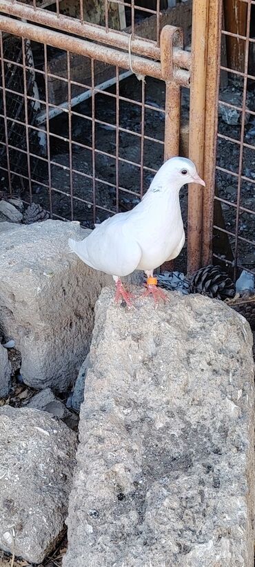 Akvarium aksessuar və ləvazimatları: 16 Tuk ayagi uzuklu iyne kimi mayadi .Indi Tutuldu quw helede yorgundu
