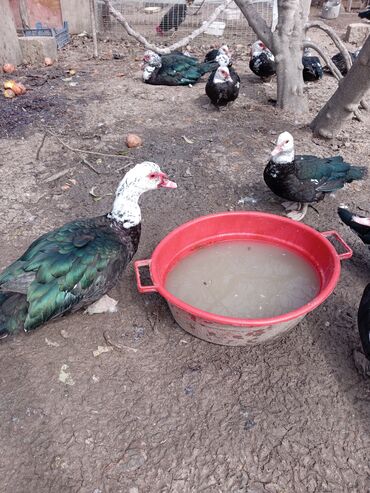 Ördəklər: Ördəklər — 12