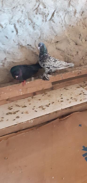 korella satışı: Ebresler,kömür qaralar,kekilli lelekli ebresler göyler satilir — 1