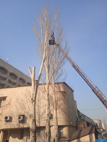 Спил деревьев, заготовка дров: Пилью деревья Профессионально оперативно быстро спил любой сложности — 4