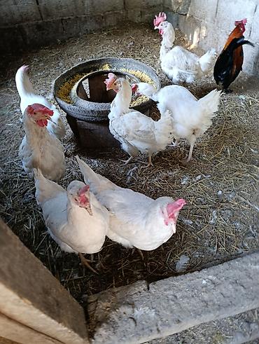 Птицы: Несушка тооктор уйдо оскон — 7