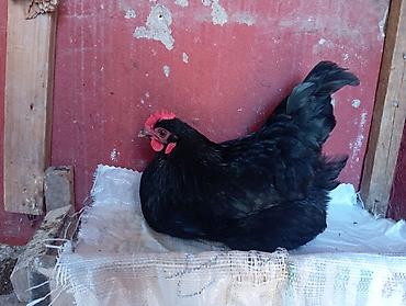 K/t heyvanları və malları: Toyuq, Australorp, Yumurtalıq — 3