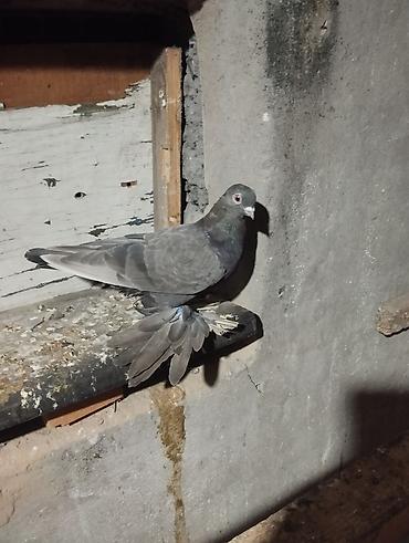 живой корм: Продаю голубей — 10
