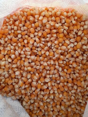 кумыс с медом бишкек: Продаю Кукуруза попкорм 150 кг есть
