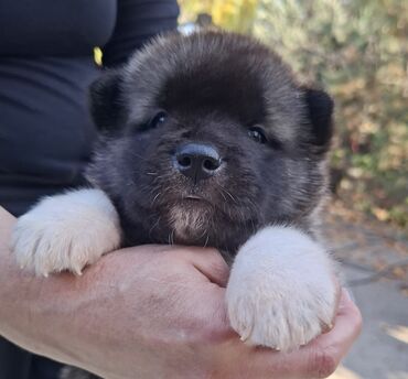 собака охотник: Резерв щенков Американской акиты, крови ведущих питомников Англии и