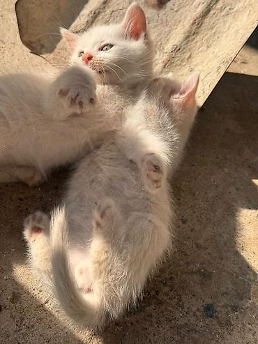 pişik ucuz: Russ Angor Balalari Xüsusiyyətlər: - Rəng: tam ağ, açıq çəhrayı burun — 1