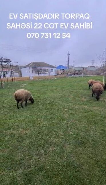 sumqayitda heyet evlerinin satisi: 3 otaqlı, 100 kv. m, Kredit yoxdur, Yeni təmirli