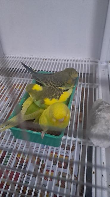 cex quşlar: 3 ədəd erkək jumbo,12 ədəd jumbo çex qarışıq — 1