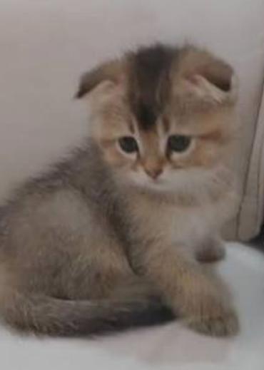 Кошки: Шотландская вислоухая — 3