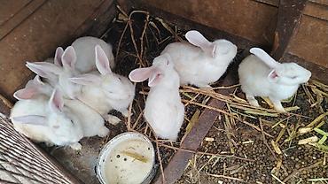 dovşa: Balaca dovşan-5₼ Böyük dovşan - 15₼ Ağ rəngli ev dovşanları – — 3