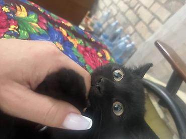 Продажа кошек: 🏡 КОТЯТА ИЩУТ ДОМ! 🐾❤️ Два замечательных малыша — чёрный котик и — 26