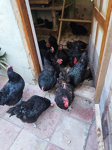 xoruz sekli: Toyuq, Australorp, Yumurtalıq — 4