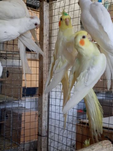 İtlər: Məhsul: Nimfa (Cockatiel) tutuquşuları – sarı/lutino rəng çeşidi