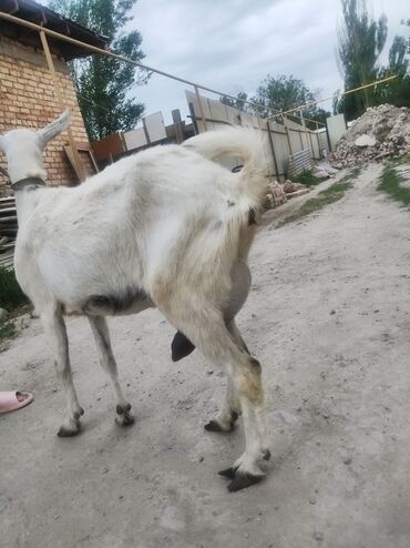 Козы, козлы: Заненский порода 3л суту бар
