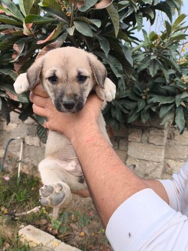 İtlər: Bala itlər. İki ayliqdi."PULSUZ VERILIR "Saglamdilar.Eziyyet çəkib — 5