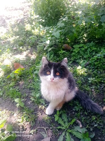 сколько стоит щенок чихуахуа: Очаровательные котята различных окрасов и пород ищут новый дом. Среди