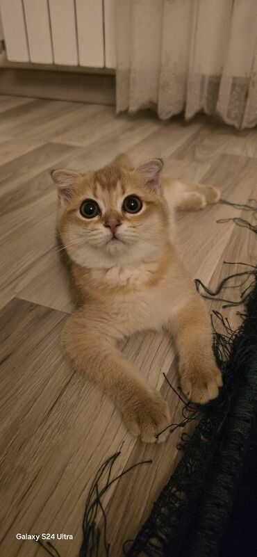 pişik çantaları: Qızıl şinşilla, Dişi, Yaxşı əllərə, Pulsuz çatdırılma