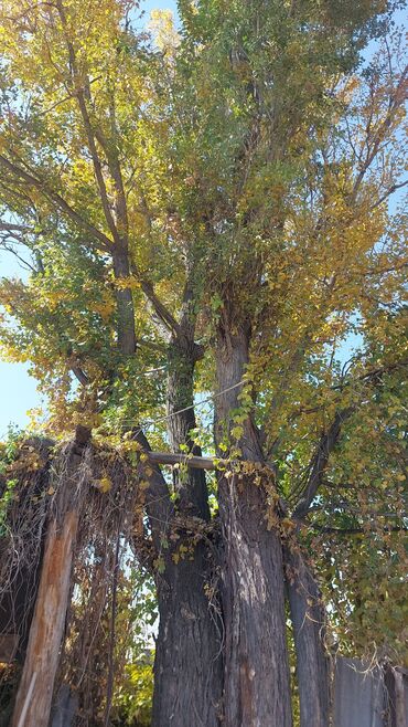 красный клен купить: Дрова Тополь, Самовывоз