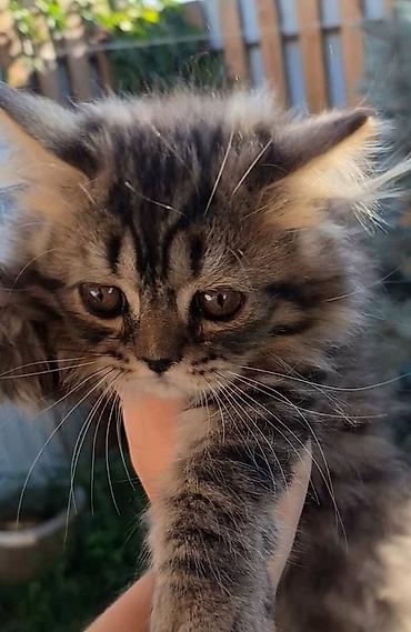 коён ош: Котенок 4 месяца,шотландский хайленд страйт,ноходится в Канте — 3