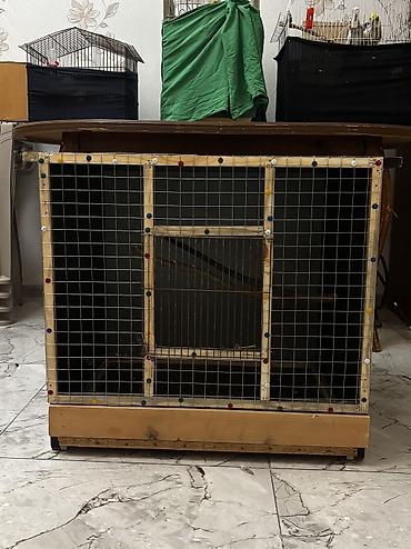 попугай корелла: Özüm düzeltmişem mebelden möhkem ve ağırdı Hündürlük-62 sm Eni-66sm — 2