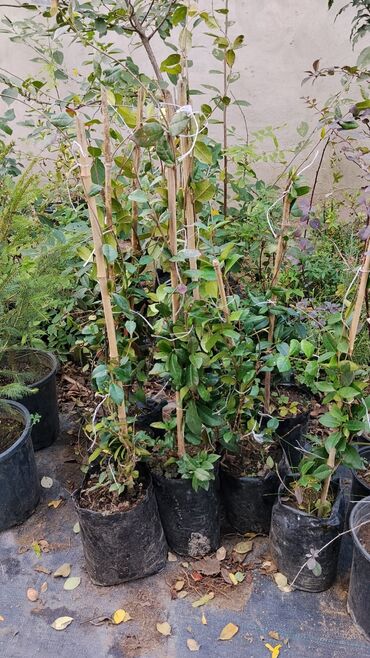 Ağaclar: Bağ bitkiləri – dekorativ ağac və kol sortları - Tulpan Maqnoliya — 6