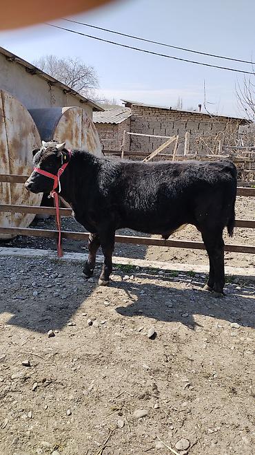 Коровы, быки: Продаю | Бык (самец) | Бельгийская | На откорм | Привязанные — 9
