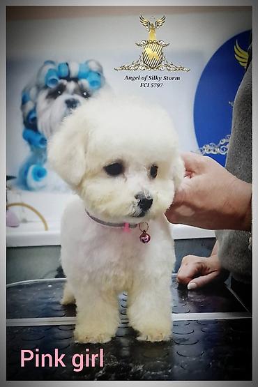cani corso: Odgajivačnica kovrdžavih bišona Angel of Silky Sotrm predstavljamo — 4
