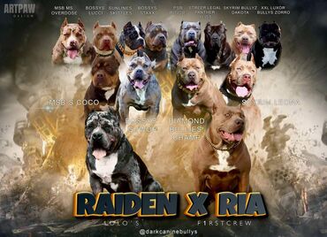 Psi: Plavi XL americki bully na prodaju Rodjen 08.03.2023., kupiranih — 10