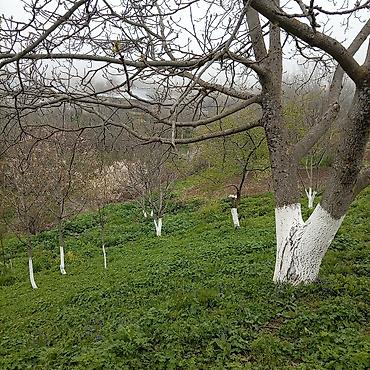 Torpaq sahələrinin satışı: Kənd təsərrüfatı — 17