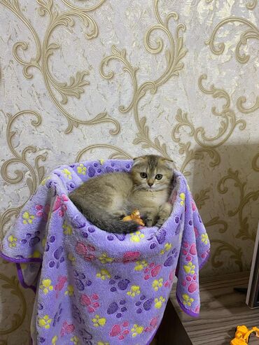 Pişiklər: Britan yastı qulaq, Erkək, Dişi, Yaxşı əllərə, Ünvandan götürmə, Pulsuz çatdırılma, Ödənişli çatdırılma — 20