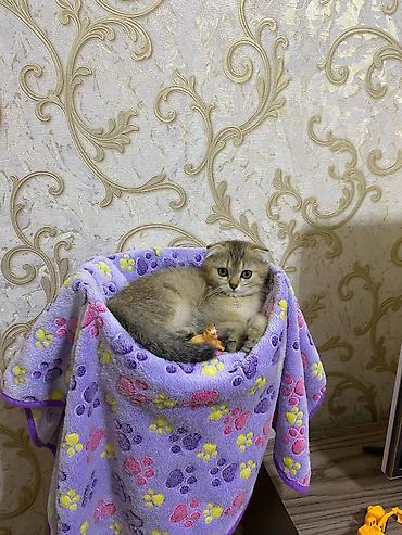 Pişiklər: Şotland, Erkək, Dişi, Yaxşı əllərə, Ödənişli çatdırılma, Rayonlara çatdırılma, Ünvandan götürmə — 8