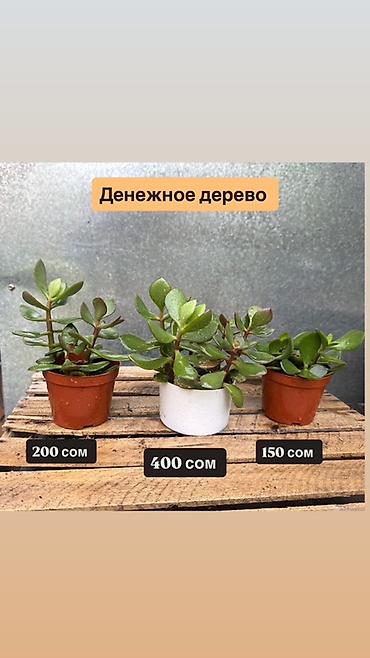 крассула: Денежное дерево (крассула, толстянка) в горшках. Варианты: - — 1