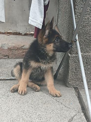 ЩЕНКИ НЕМЕЦКОЙ ОВЧАРКИ ОСТАЛСЯ ОДИН МАЛЬЧИШКА - Окрас: чепрачный - at lalafo.kg ЩЕНКИ НЕМЕЦКОЙ ОВЧАРКИ ОСТАЛСЯ ОДИН МАЛЬЧИШКА - Окрас: чепрачный -