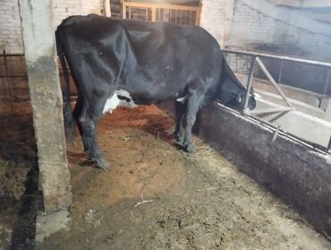 корова породы голштин: Продаю | Корова (самка) | Для молока | Стельные
