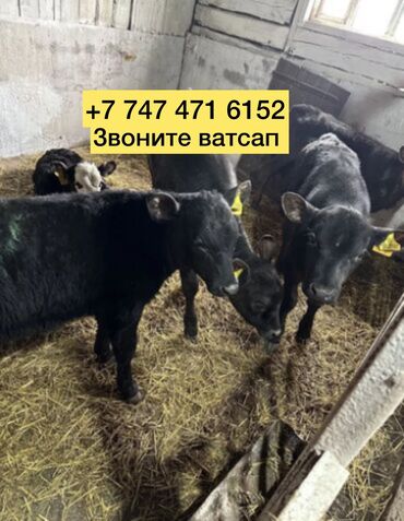 продаю бычки герофорды: Бычок телята телочки коровы Ангус голштин бычки телята телочки коровы at lalafo.kg продаю бычки герофорды: Бычок телята телочки коровы Ангус голштин бычки телята телочки коровы