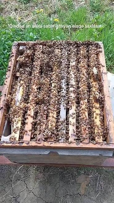 Arılar: Karnik arilar satilir. Bakida di. Elaqe nomresiyle elaqe saxliyin — 1