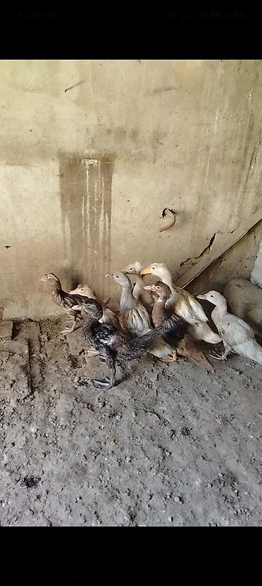 ucuz goyərcin: 8 dənədi 6 sı laldı Muscovy ördək balaları (indo-ördək) satılır. - — 1