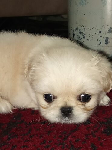 İtlər: Pekines, 1 ay, Erkek — 4